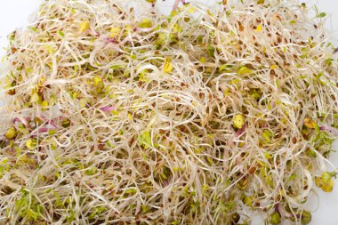 beyaz zemin üzerinde izole taze Yonca filizi