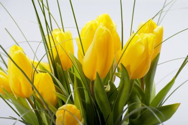 Beyaz arkaplanda izole edilmiş sarı laleler