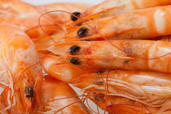 Fresh shrimp isolated on a white background