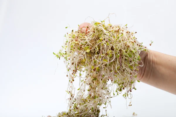 Brotes frescos de alfalfa aislados sobre fondo blanco — Foto de Stock