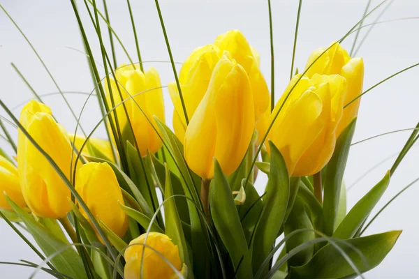 Tulipani gialli isolati su sfondo bianco — Foto Stock