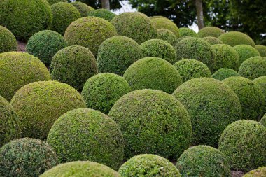 Boxwood - Green garden balls in France, clipart
