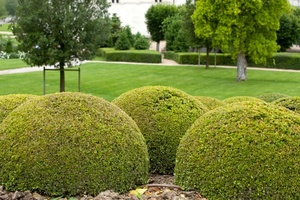 Buxbom - grön trädgård bollar i Frankrike, — Stockfoto