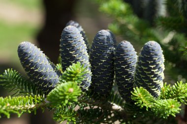 Koreli firavunun konileri - Abies koreana