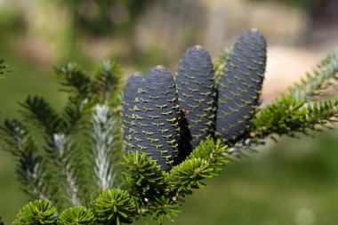 Koreli firavunun konileri - Abies koreana