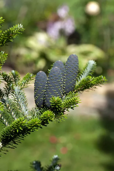 Coni di abete coreano - Abies koreana — Foto Stock