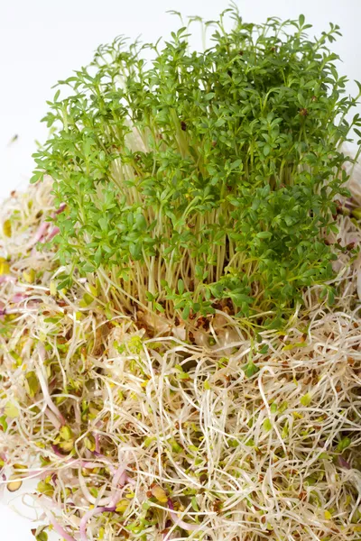 Brotes frescos de alfalfa y berros sobre fondo blanco —  Fotos de Stock