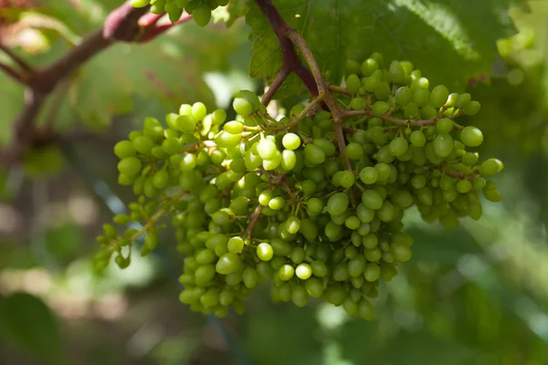 Ramo de uvas verdes inmaduras en verano — Foto de Stock