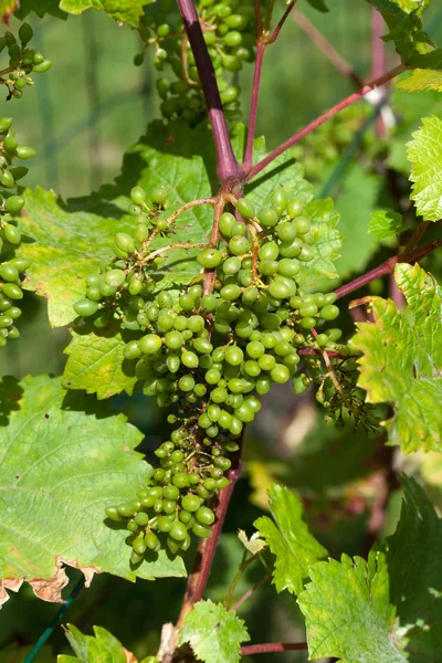 Ветвь зеленого незрелого винограда летом — стоковое фото