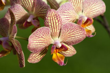 garip orkide pembe ve sarı