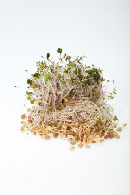 Sağlıklı beslenme. Beyaz arkaplanda taze filizler izole edildi