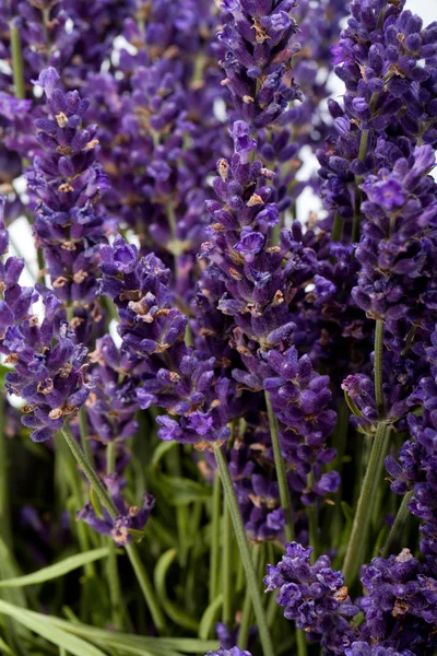 Lavendel isoliert auf weißem Hintergrund — Stockfoto