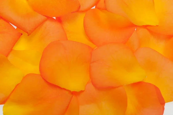 Blütenblätter der orangefarbenen Rose auf weißem Hintergrund — Stockfoto