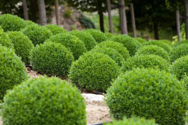Buchsbaum - grüne Gartenbälle in Frankreich, — Stockfoto