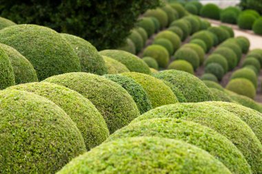 Boxwood - Green garden balls in France, clipart