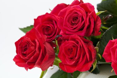 Kırmızı gül yakın plan.