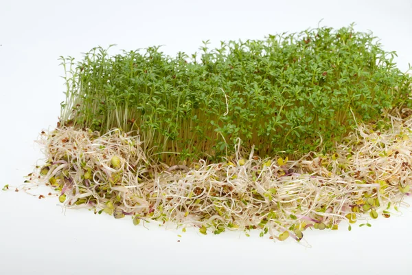 Brotes frescos de alfalfa y berros sobre fondo blanco —  Fotos de Stock