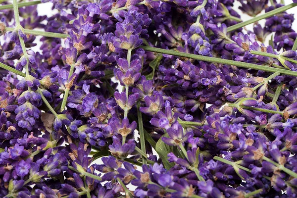 Lavendel isolerad på vit bakgrund — Stockfoto