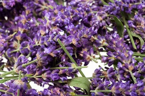 Lavanda isolata su fondo bianco — Foto Stock