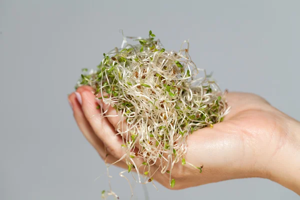 The healthy diet. Fresh sprouts isolated — Stock Photo, Image