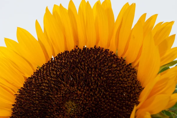 Sonnenblumen isoliert auf weißem Hintergrund — Stockfoto