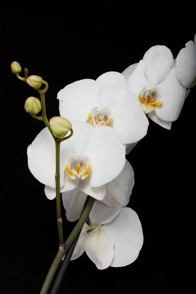 Orquídea branca isolada em preto — Fotografia de Stock