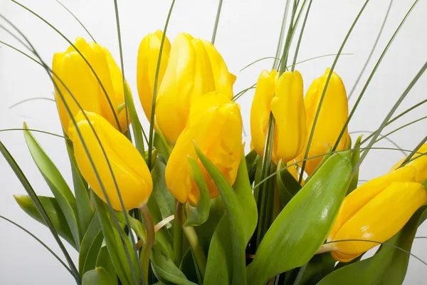 Tulipas amarelas isoladas em fundo branco — Fotografia de Stock