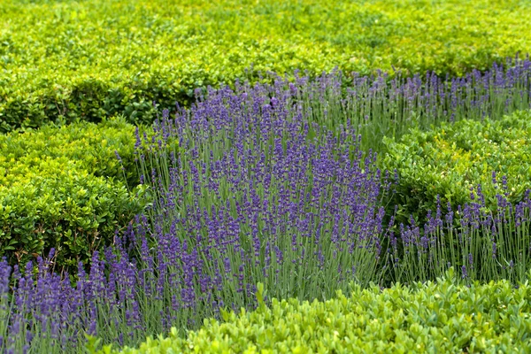 Prächtige, dekorative Gärten auf Schlössern im Loire-Tal — Stockfoto