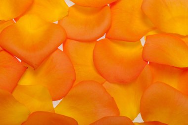 Beyaz arka plan üzerinde izole turuncu gül yaprakları