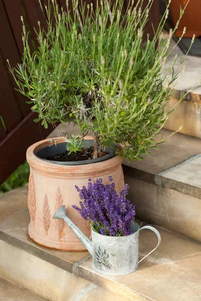 Gießkanne und Lavendel — Stockfoto