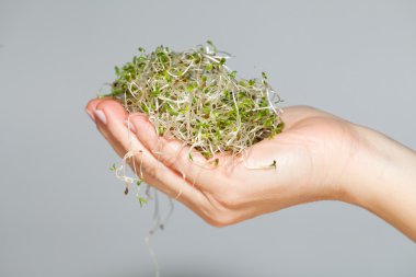 sağlıklı bir diyet. taze lahanası izole