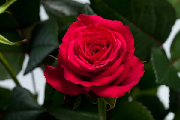Rosa rossa primo piano — Foto Stock