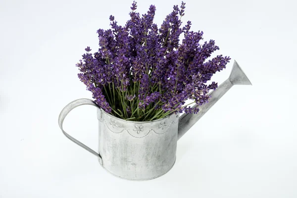 Gieter en lavendel geïsoleerd op wit — Stockfoto