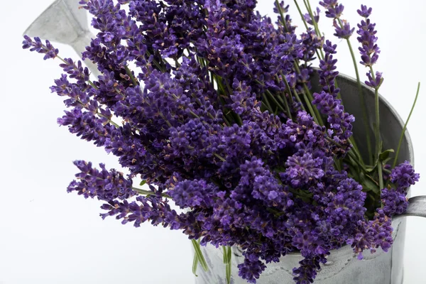 Air Bisa dan Lavender terisolasi di atas putih — Stok Foto