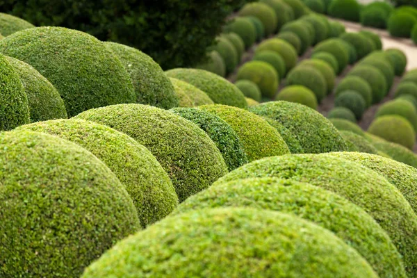 Buchsbaum - grüne Gartenbälle in Frankreich, — Stockfoto
