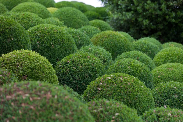 Buxus - groene tuin ballen in Frankrijk, — Stockfoto