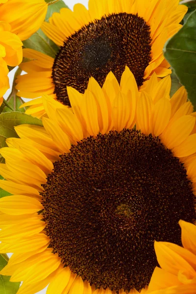 Girasoli isolati su sfondo bianco — Foto Stock