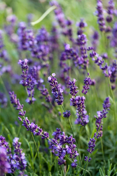 Flores de lavanda — Fotografia de Stock