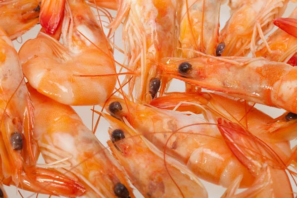 Fresh shrimp isolated on a white background — Stock Photo, Image