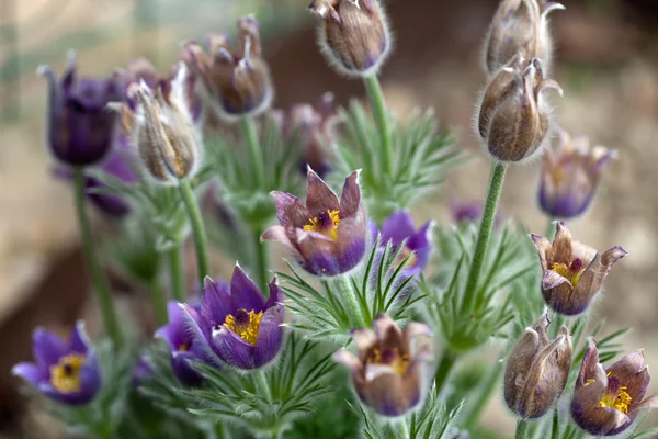 Fioletowy kwiat pasqueflower w ogrodzie — Zdjęcie stockowe