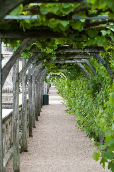 Tuinen en Château de villandry in Loirevallei in Frankrijk — Stockfoto