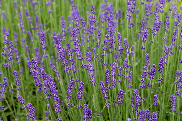 Trädgårdar med blomstrande lavendel på slott i loire-dalen — Stockfoto