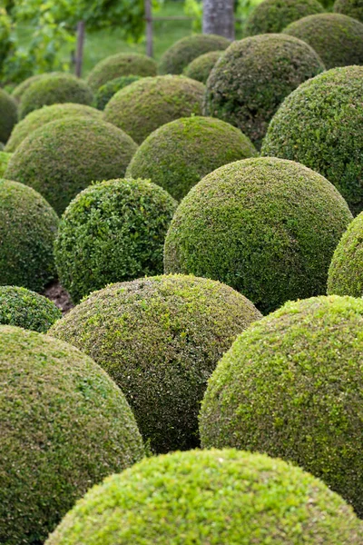 Boxwood - Palline da giardino verdi in Francia , — Foto Stock