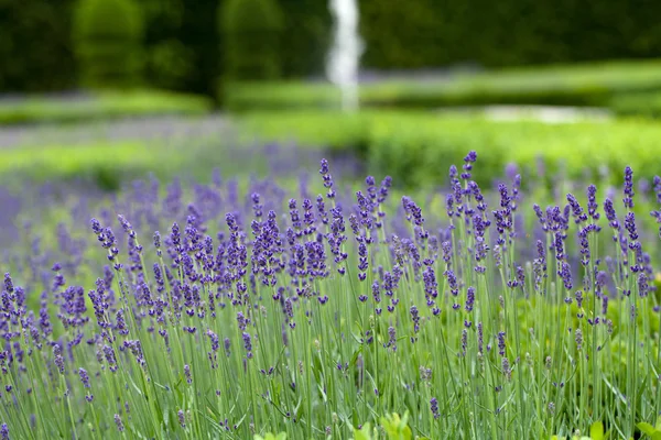 Utmärkt, dekorativa trädgårdar på slott i dalen Loire — Stockfoto