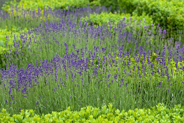 Espléndidos jardines decorativos en los castillos del Valle del Loira — Foto de Stock