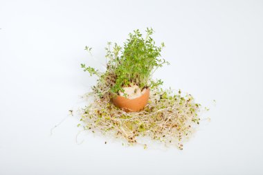 Taze Alfalfa Filizleri ve Paskalya Yumurtası