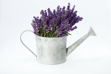 sulama olabilir ve üzerinde beyaz izole lavanta