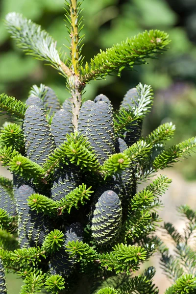 Koner av koreanska Fir - Abies koreana — Stockfoto