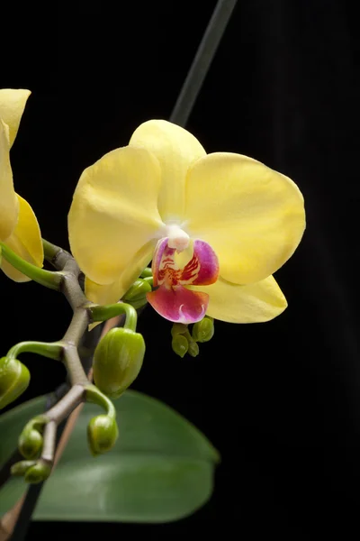 Yellow orchid isolated on black — Stock Photo, Image
