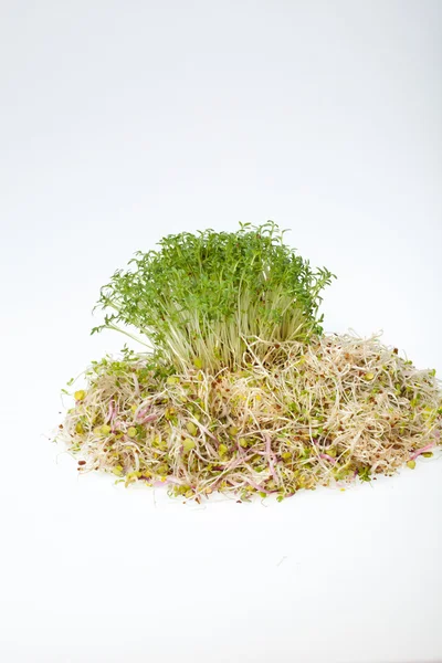 Brotes de alfalfa fresca y huevo de Pascua de primavera — Foto de Stock